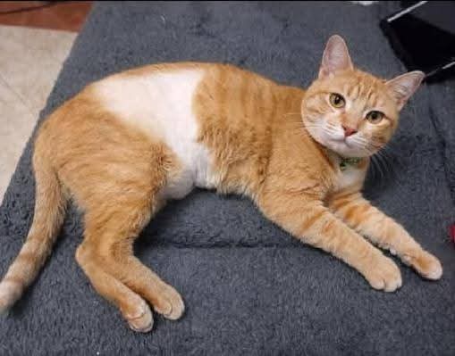 CentralQNoticia's tweet photo. FAMILIARES DE TRIPITA AGRADECEN APOYO ANTE CASO DE AGR3SIÓN; EL GATITO CONTINÚA RECUPERÁNDOSE ❤️🩹🐱
En un comunicado, también se dió a conocer que ya hay acciones legales.
Nota: https://t.co/Y3O7CYOa74
#CentralQNoticias #Oaxaca #Noticias #Tripita
https://t.co/LtmWu6taJ3 https://t.co/duD6wa4vJ2