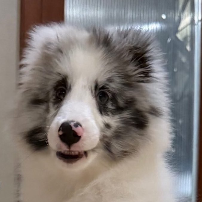 ดับเบิ้ลบีบิวกิ้นไม่บอก ent. ✧˖° 🧡 ⋆。˚🐶⊹₊ tweet media
