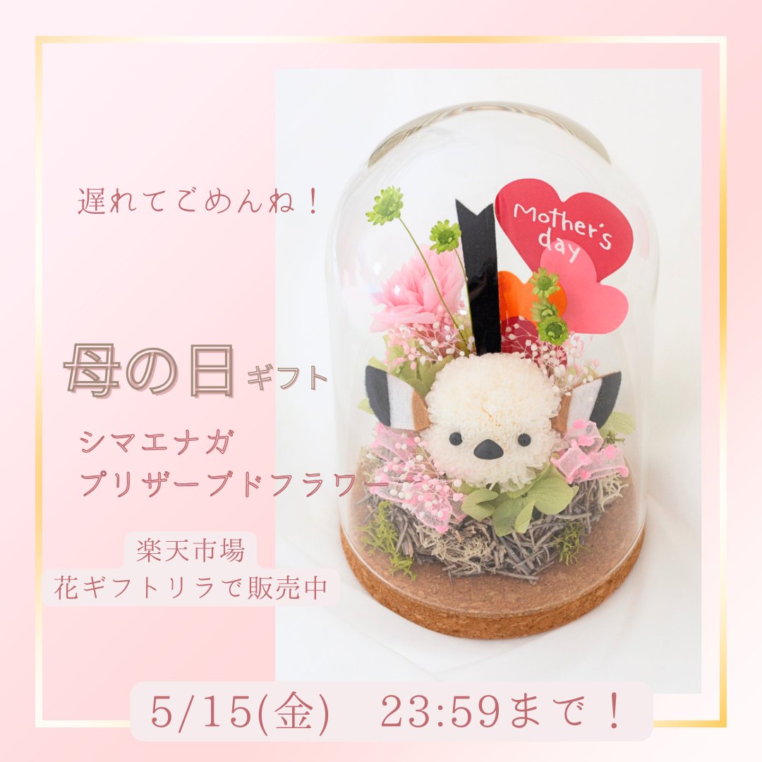 花屋が通ります 大大大人気✨ シマエナガのプリザーブドフラワー