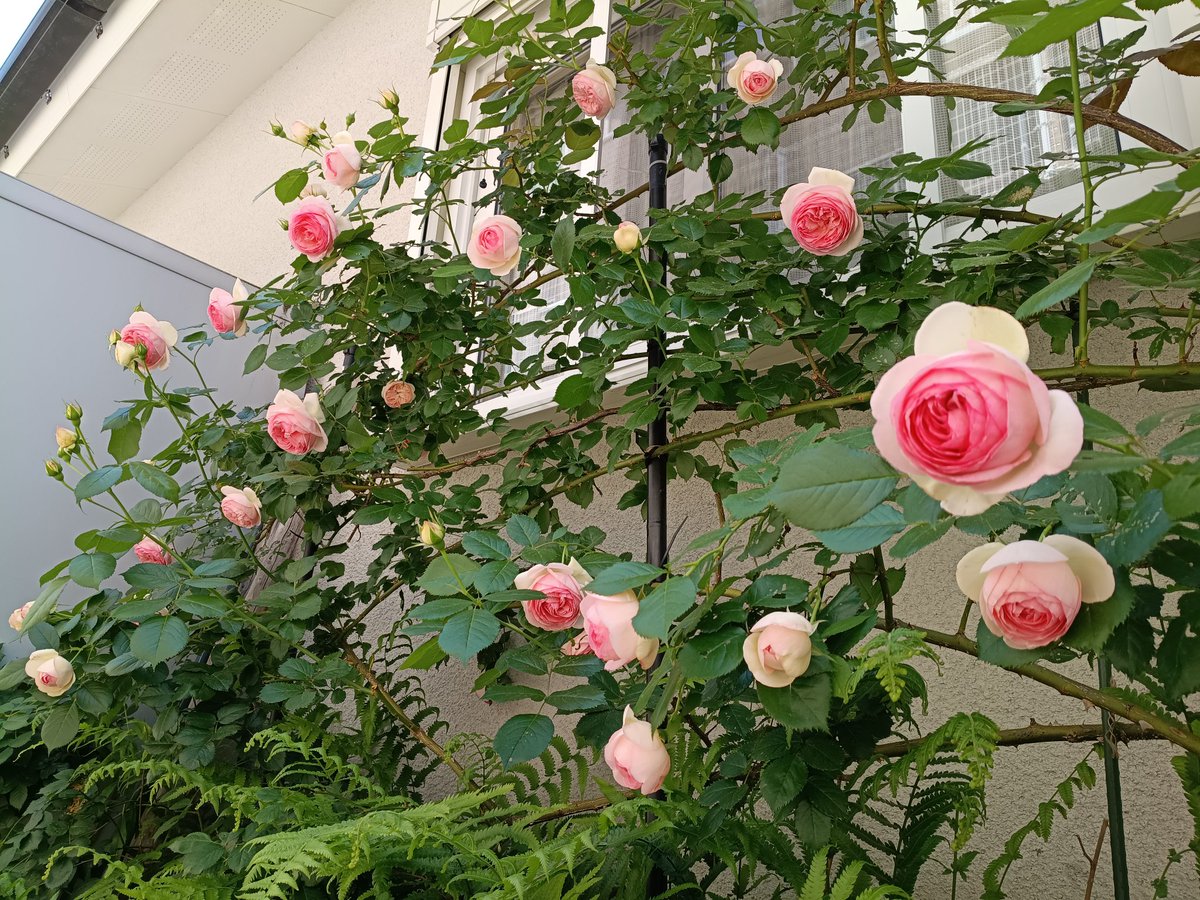 鏡蓮華 tweet media