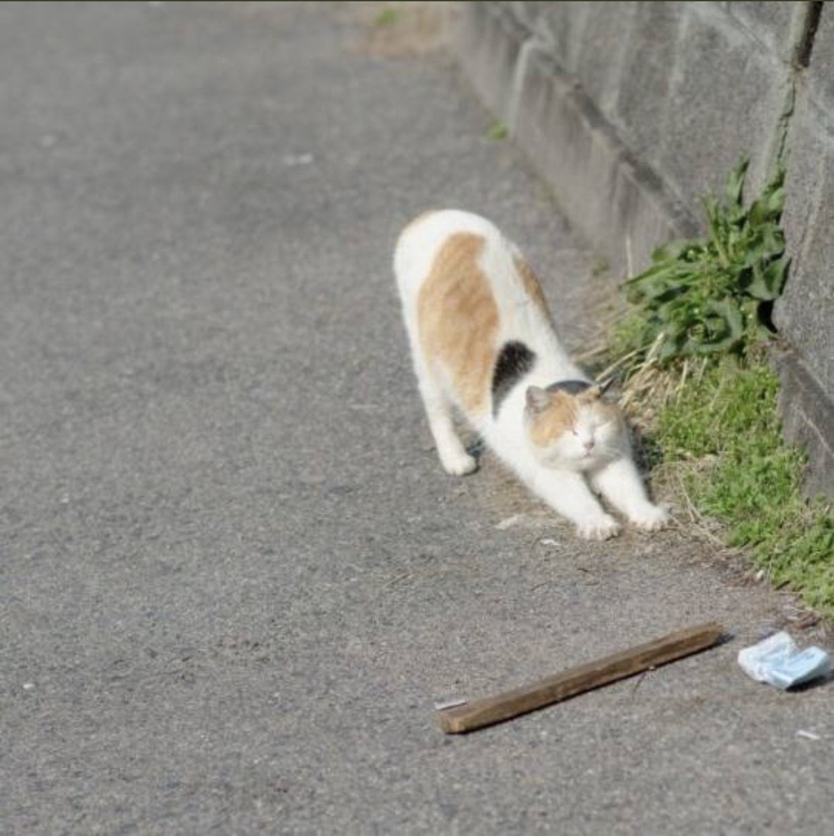 Cat is life ~猫は人生~ tweet media