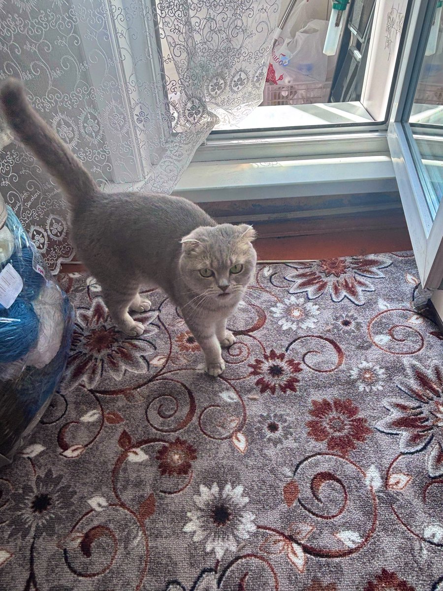 Lyuk4ik's tweet photo. Эта красотка всегда с недовольной мордахой) но погладить себя дала) 🐈‍⬛ https://t.co/xA0ZgVqYab