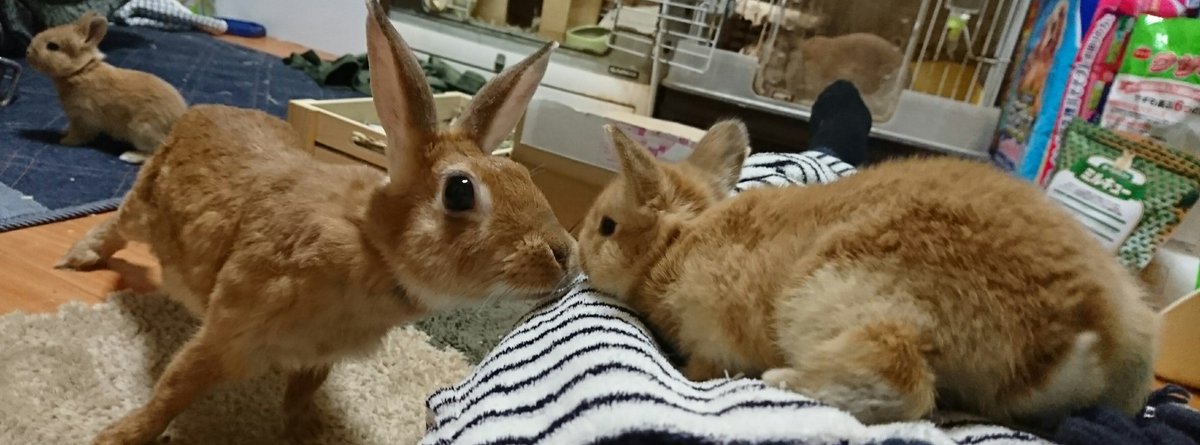 うさこ♡ Happy Mother's Day💐💝