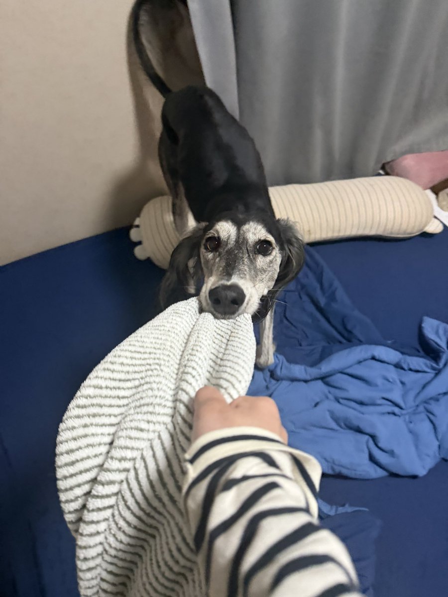 堕犬 tweet media