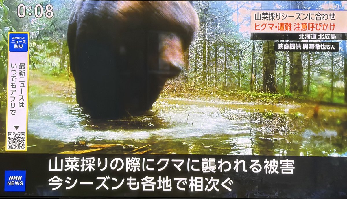 クマ🐻が出るの分かってるのに、何故？熊🐻の食べ物の山菜を横取りしに行くの🤔
ましてや北海道。出逢ったら1発でアウトなのに😱