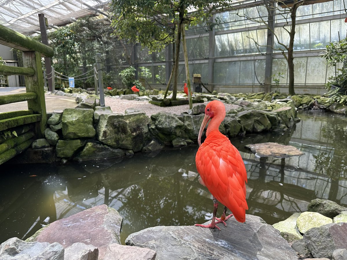 torashige4580's tweet photo. ショウジョウトキの羽根がめちゃいい色づき👍 https://t.co/X7PT8xETkN