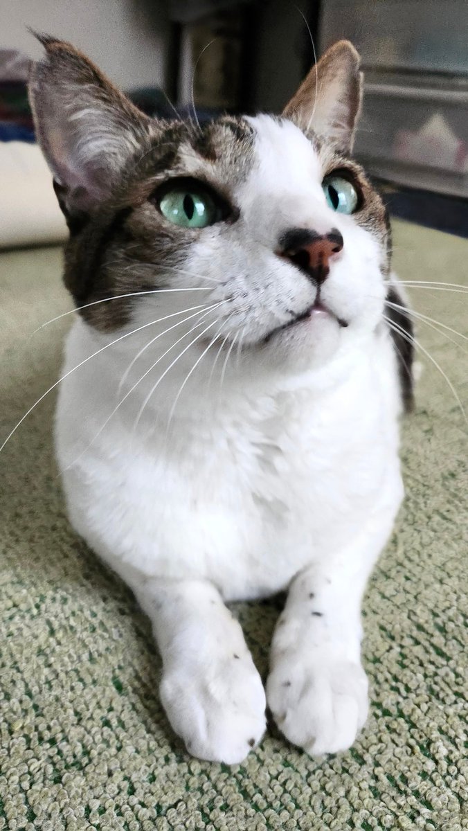 🐾とらちゃん😸💘🥰🐾 ☆これが🎶←→こう🎶 ＃どうだ参ッたか 💙💚♥️