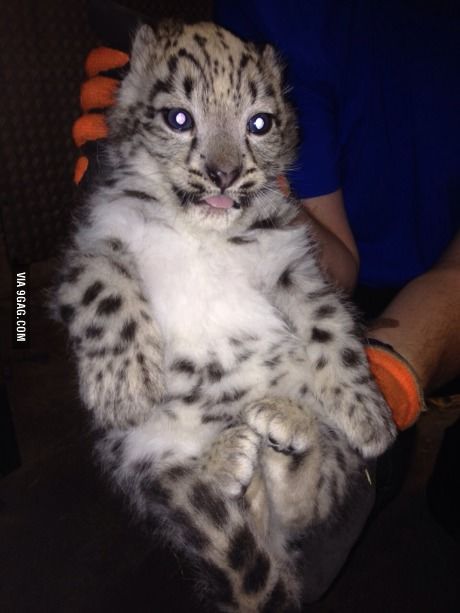 THE ANIMAL WORLD NATURE tweet media