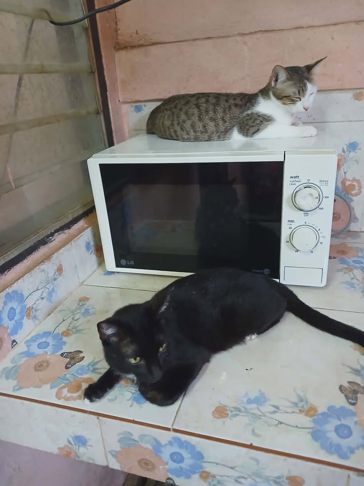 Catster & Co บ้านพักพิงแมวจร tweet media