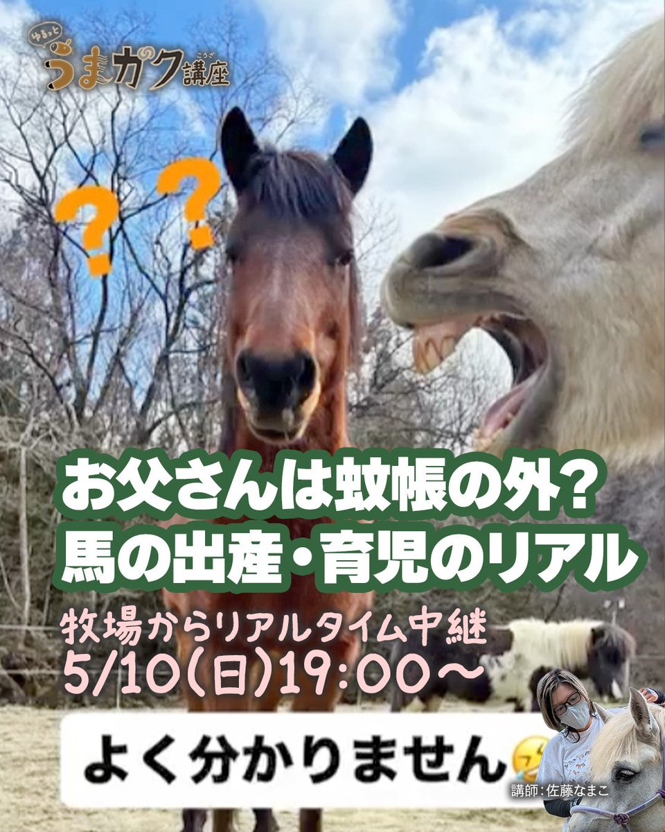 楽しく学べて癒される リモートホースセラピー♨ 今夜19時〜です🐴 母