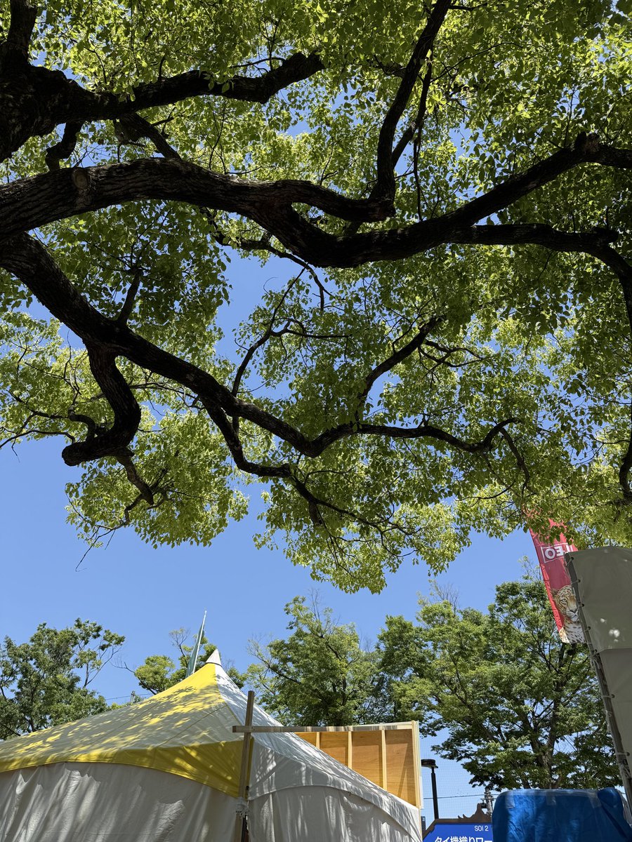 あー⛩️ tweet media