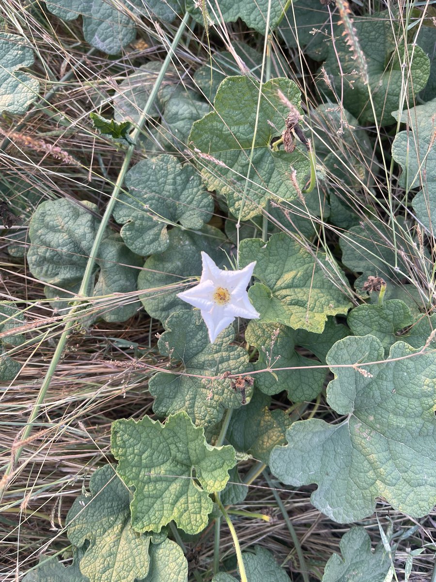 คุณรอยยิ้ม🌙 🌻 DNK. tweet media