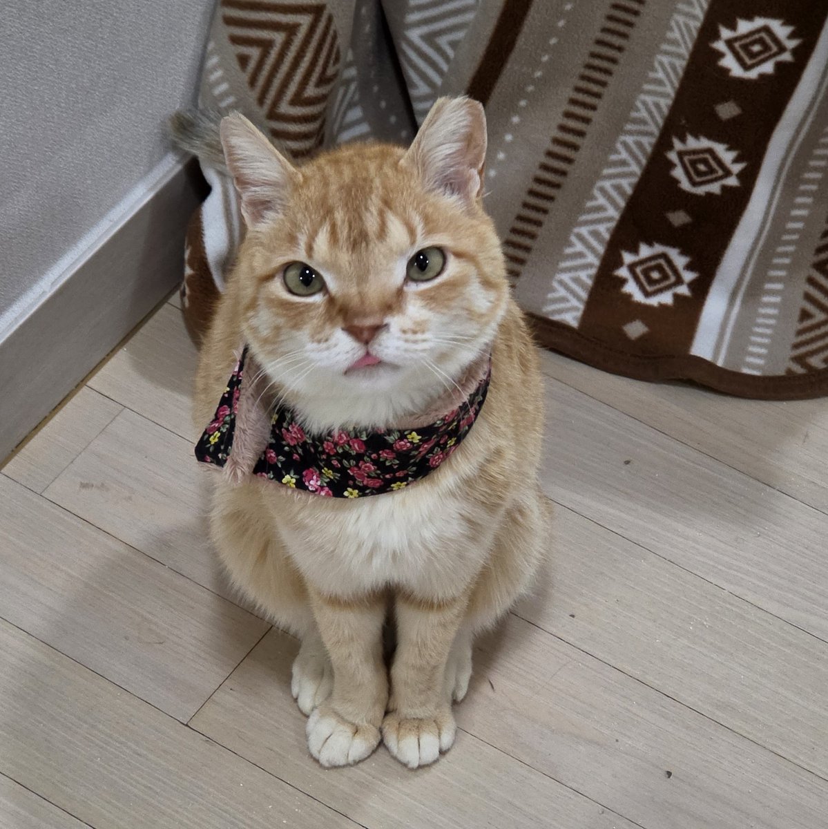쏠티네나비랑돌비와봄비 tweet media