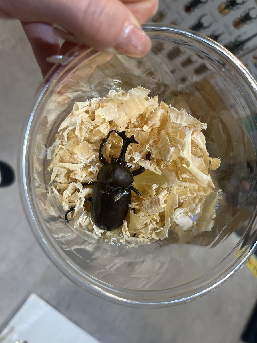 INSECTSHOP KMY(インセクトショップKMY) tweet media