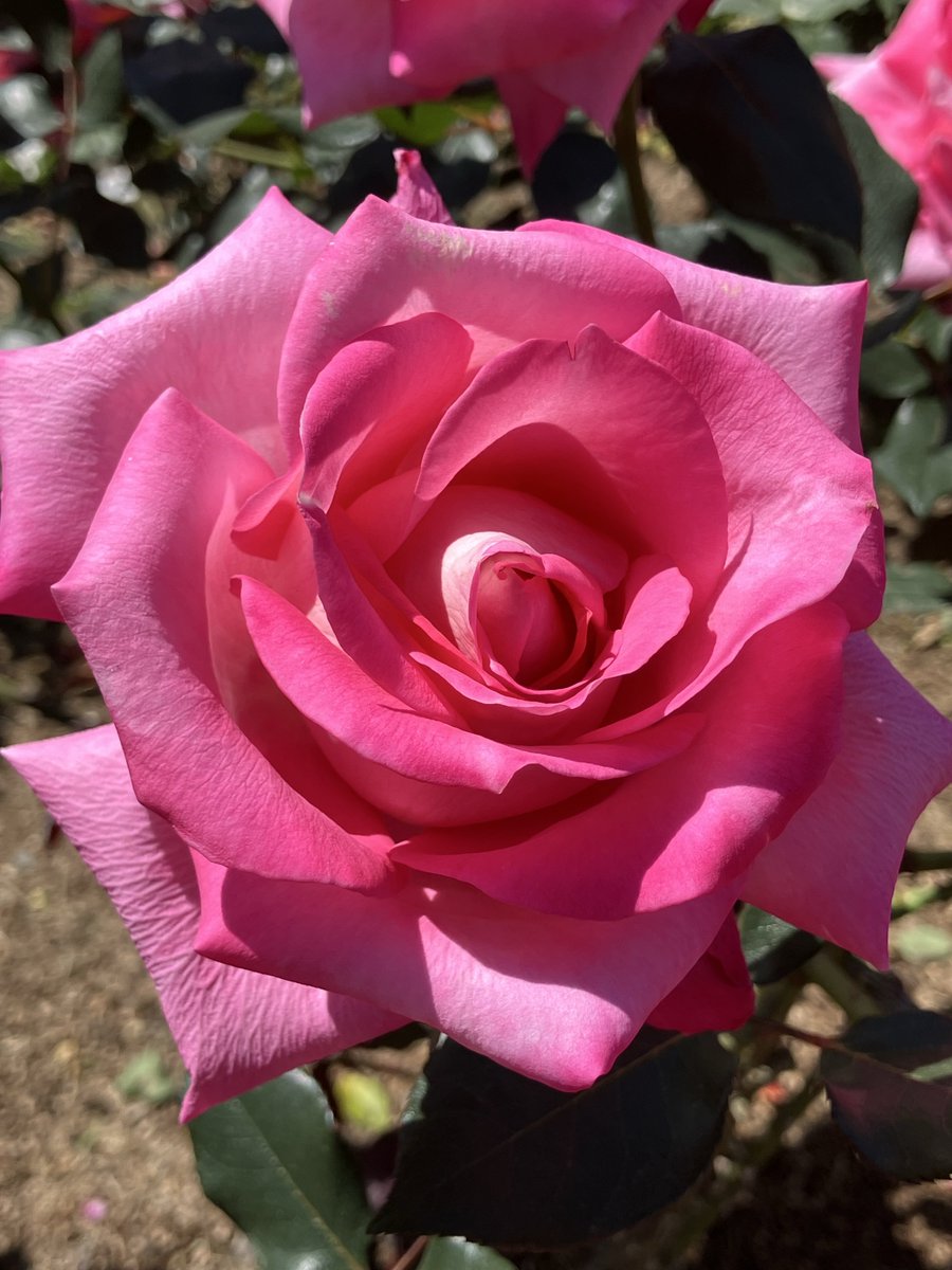 ω・)植物園で薔薇を堪能してきました。京都の地名由来の薔薇、京極・都