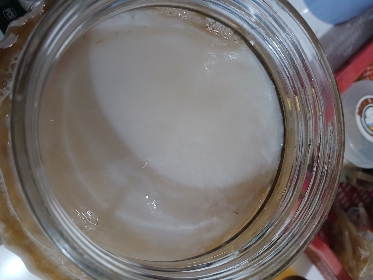 summer3angle29's tweet photo. Gaes liat deh lapisan putih yang paling atas, namanya baby scoby😍
Cakep banget ya baby nya putih mulus gitu🤍

Kalian pernah minum teh fermentasi / kombucha kah? https://t.co/RWGG7Ru9mn