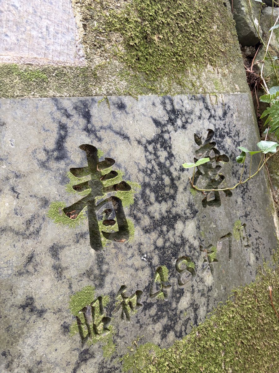 kobe_arboretum's tweet photo. 神戸テラリウムベースで盛り上がる森林展示館と広場が賑やかな日曜日。いいぞいいぞ、胞子よ飛んでいけー！とニヤニヤしていたら。
はっ！
青葉トンネルの文字まで苔むして文字通り青くなってるやないか！

みんな苔むしている神戸市立森林植物園です。 https://t.co/UDX5HZQTCp