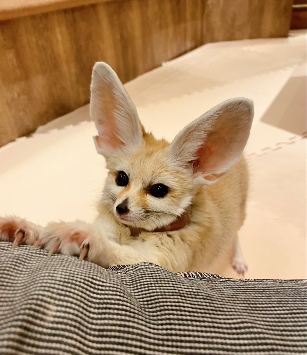 フェネック