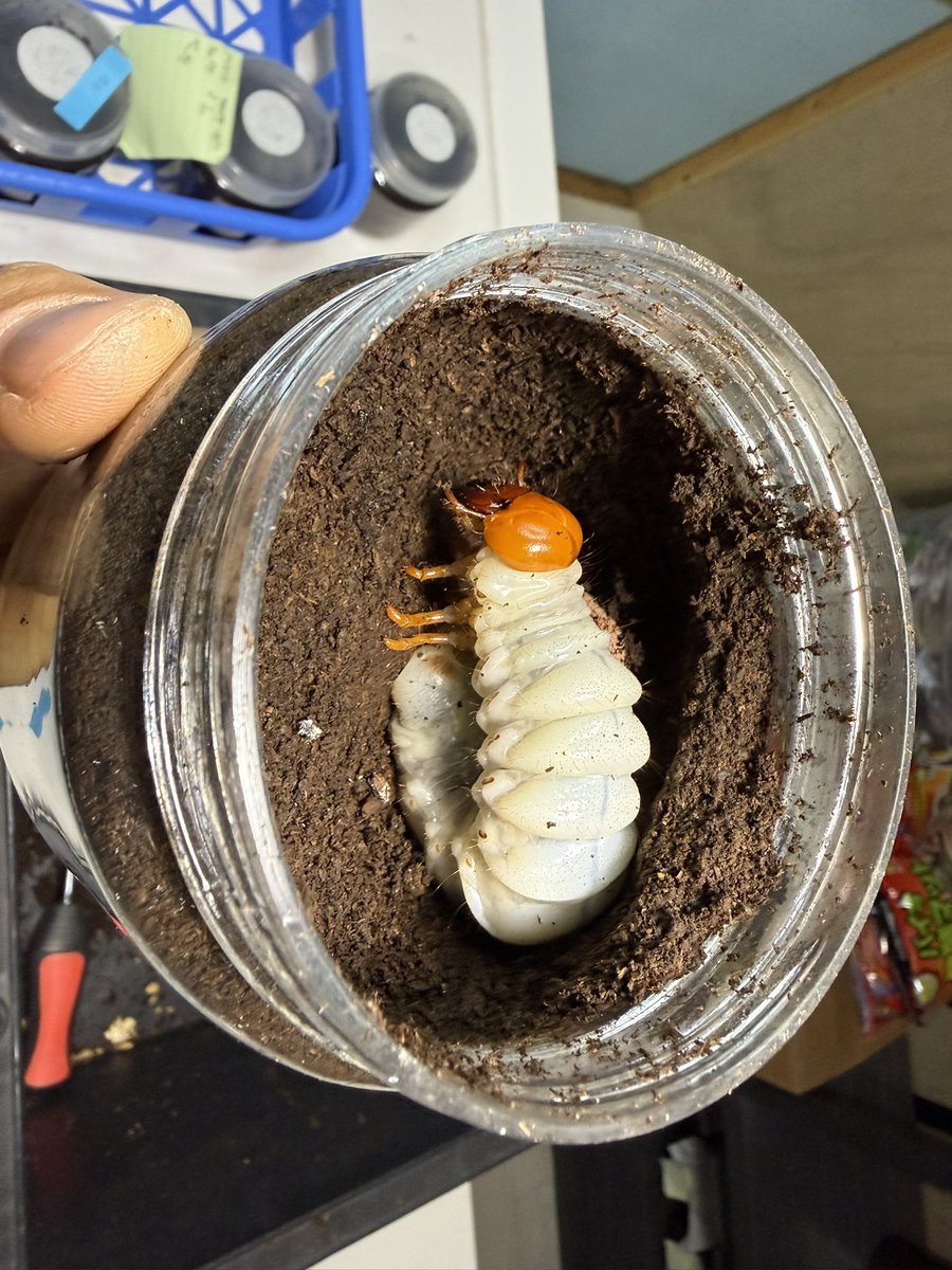 フルスタックビートル full stack beetle tweet media