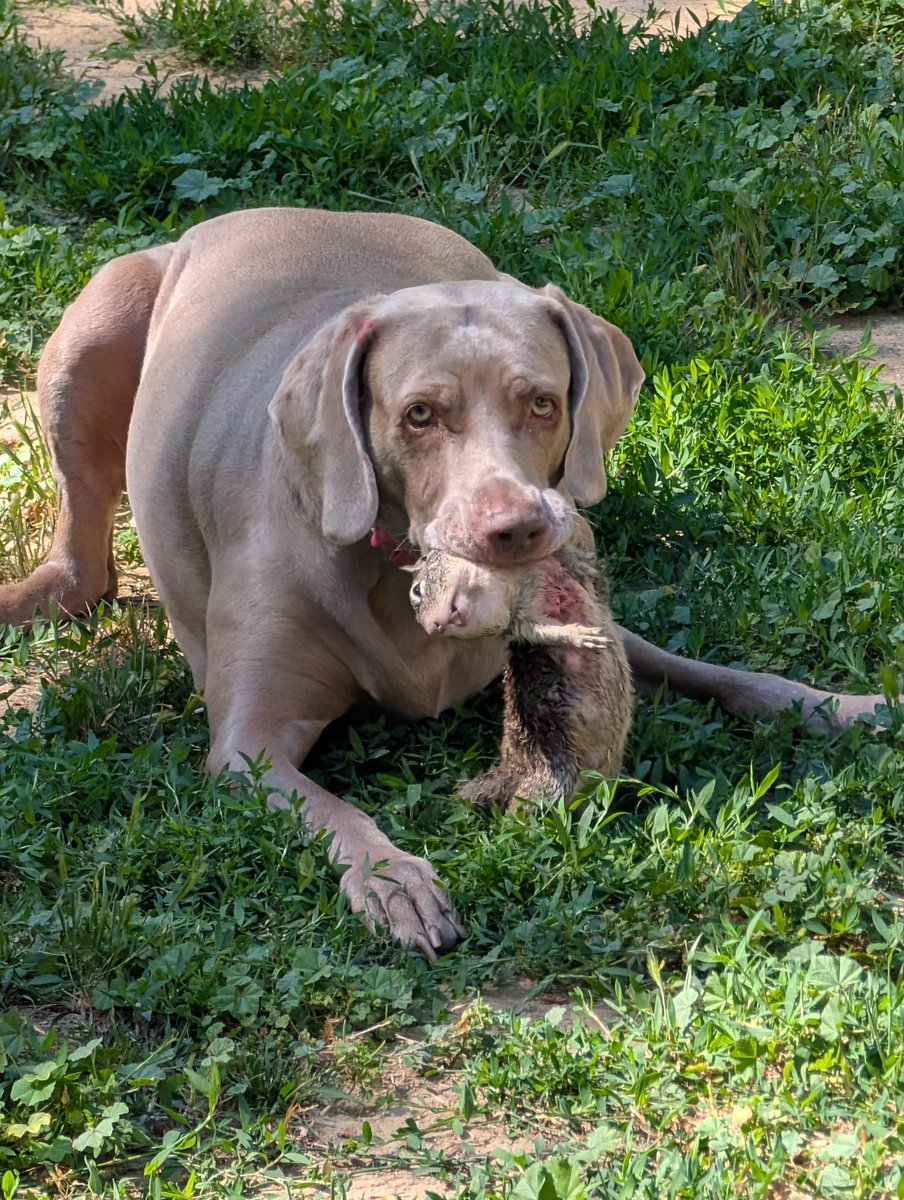 DividendETFguy's tweet photo. @BethBridges @LibertyCappy @GigaBasedDad Mine got a squirrel today. https://t.co/4qggSVeMoh