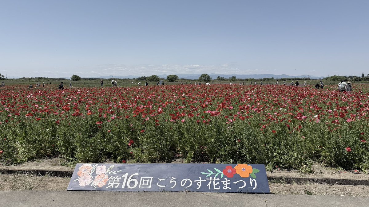 ハシビロコウ tweet media