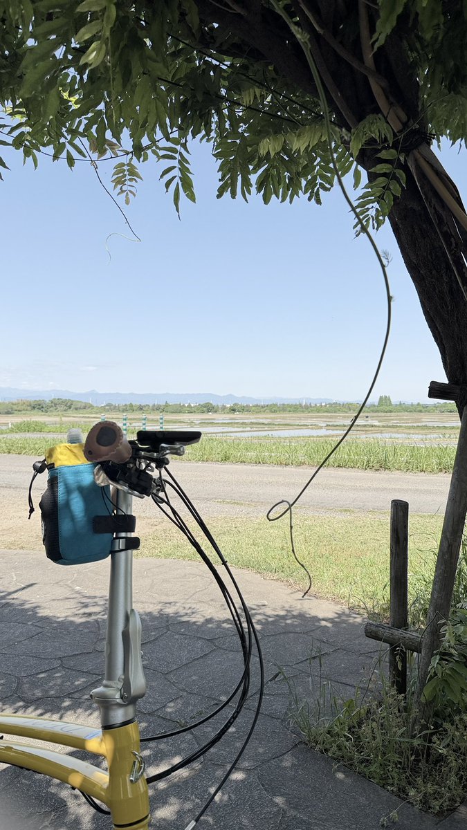 ハシビロコウ tweet media