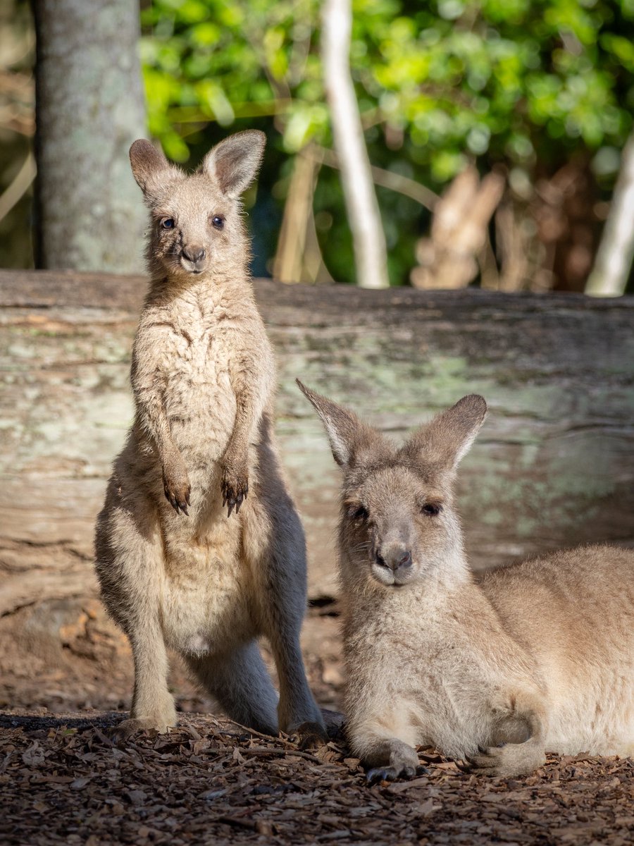 Australia Zoo tweet media