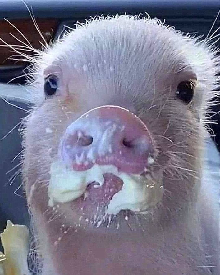 มะ หมูโมโหหิว🐽💢