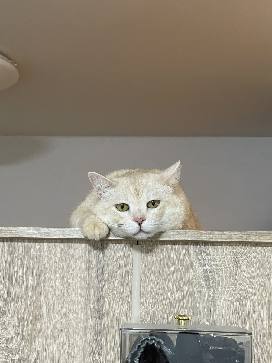 Lumina แลกฟอลได้ค่ะ 🩵 tweet media