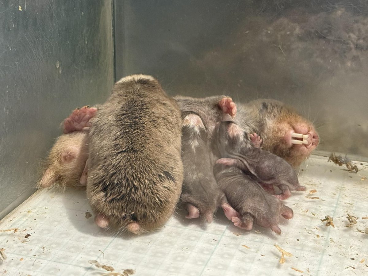 5月1日うまれの赤ちゃんたちが、一生懸命ミルクを飲む中に、大きな赤ちゃん？
いやいや、1月うまれのこどもです。約4ヶ月差です。
もちろんミルクは飲んでいません。
#ecoハウチュー #ダマラランドデバネズミ