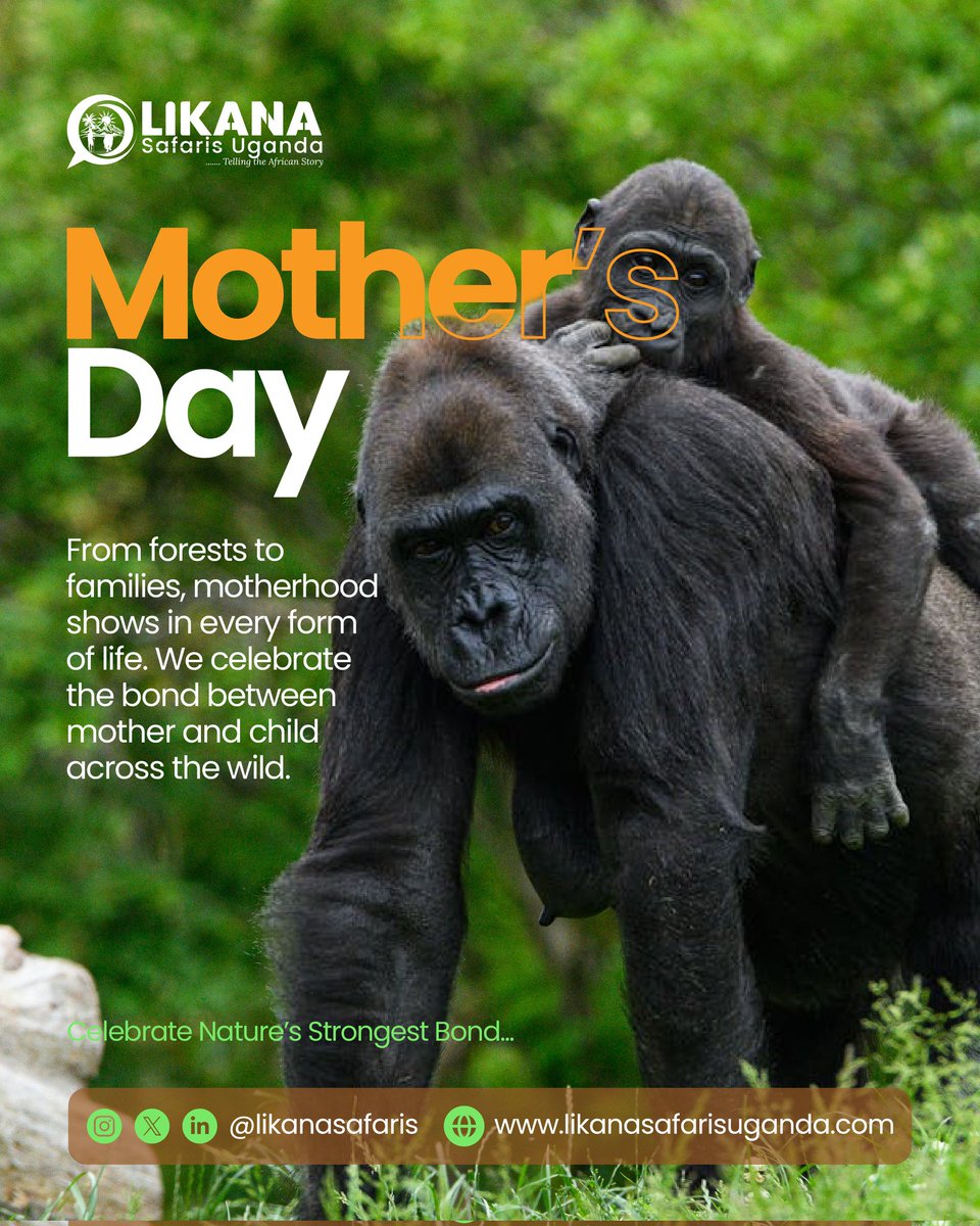 LikanaSafaris's tweet photo. To the mothers raising generations, preserving culture, and inspiring strength every day, Happy Mother’s Day from Likana Safaris https://t.co/vQkyXjdt40