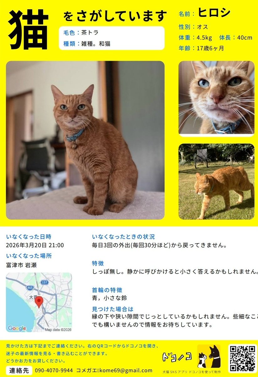 jin_nagash67179's tweet photo. ✨️茶トラ猫✨️
　　　　😸探してます‼️

#千葉県  #富津市  #岩瀬

茶トラ、しっぽが無い猫
外れてなければ、
✨️青い首輪✨️をしています❗️

���続き目撃情報お待ちしております
　　　😸失踪場所🐱
　千葉県、富津市岩瀬です

よろしくお願いいたします📲🙇

#猫探してます
#拡散希望 https://t.co/yeb8TeE177
