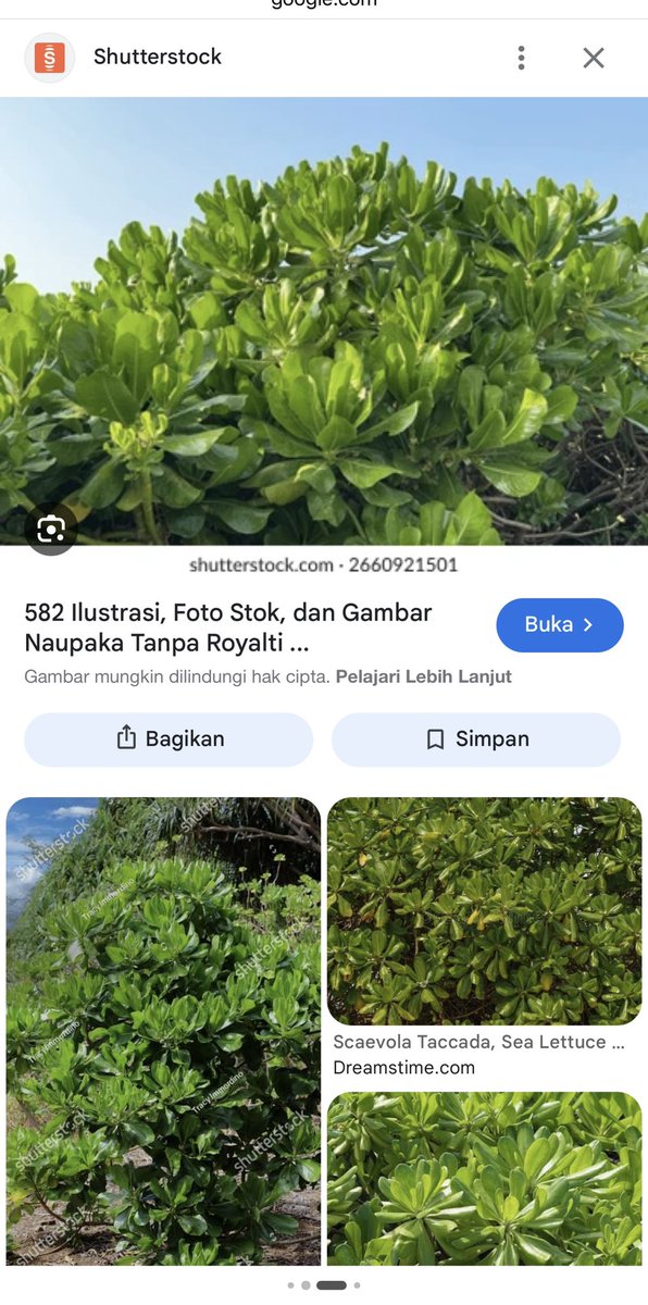 d_oflamingo's tweet photo. Ini kalo dibangka kena gigit ages (kaya nyamuk pantai gt)

Biasanya pake daun ini klo ga salah yg ada di pantai juga trus diremes diolesin ke bentolnya. Abistu beneran sembuh dan ga gatel lagi. https://t.co/0yswu0XPjO
