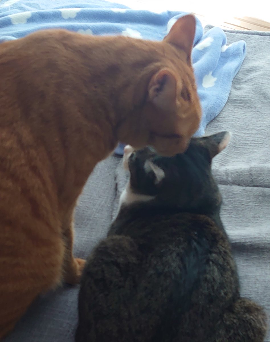 猫のいる暮らし tweet media