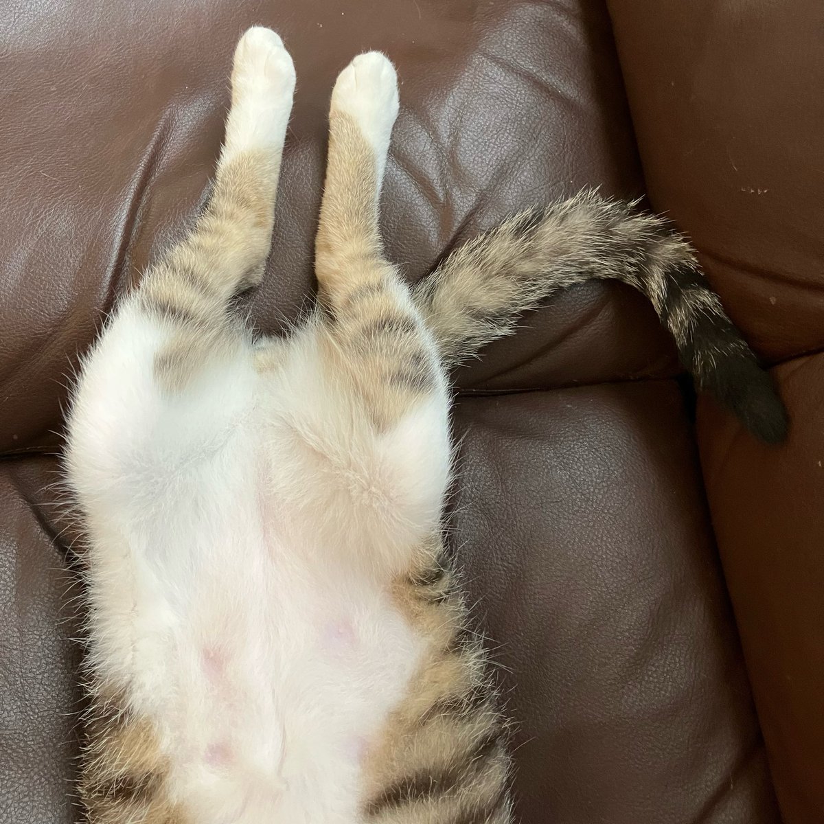 日向ぼっこしてホカホカになった猫たちが可愛すぎる。たすけて。