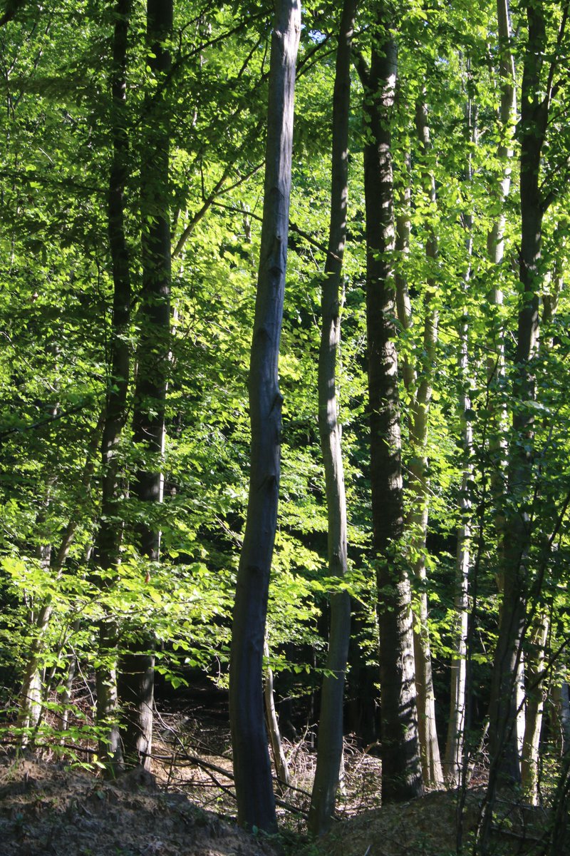 Adam Treeshepherd Rutsch tweet media
