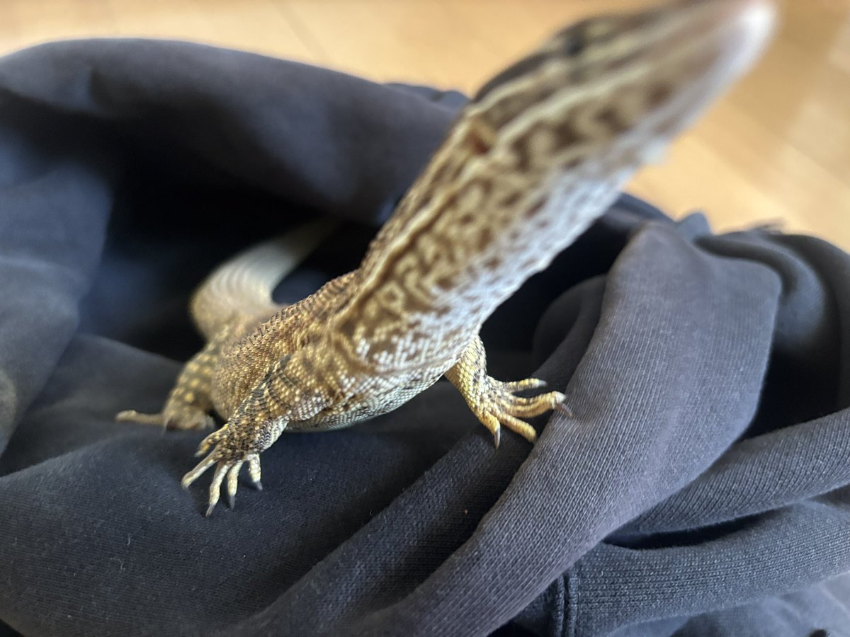 STORYofREPTILES's tweet photo. 休日を楽しむ🦎

リフレッシュ🎡🎢🎠 https://t.co/WTkzYjYohy
