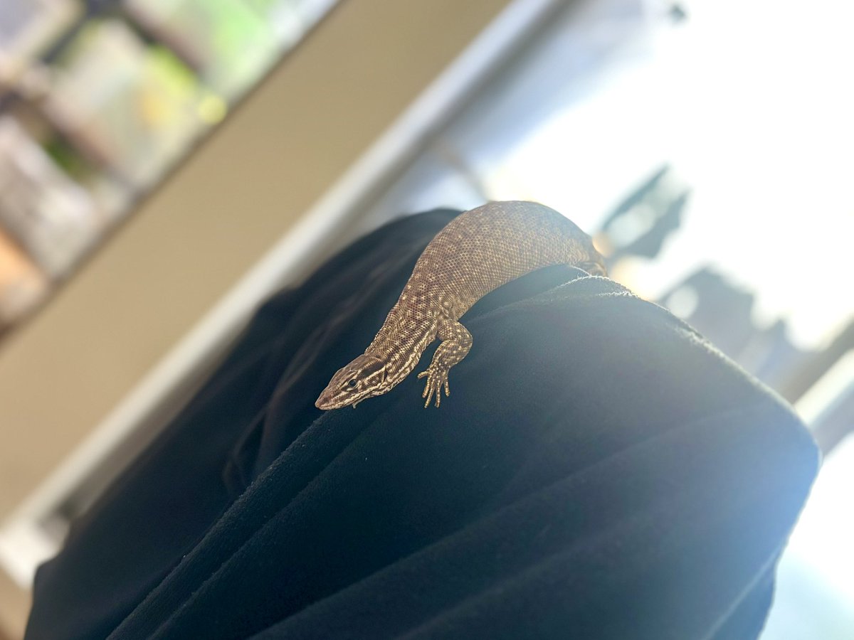 STORYofREPTILES's tweet photo. 休日を楽しむ🦎

リフレッシュ🎡🎢🎠 https://t.co/WTkzYjYohy