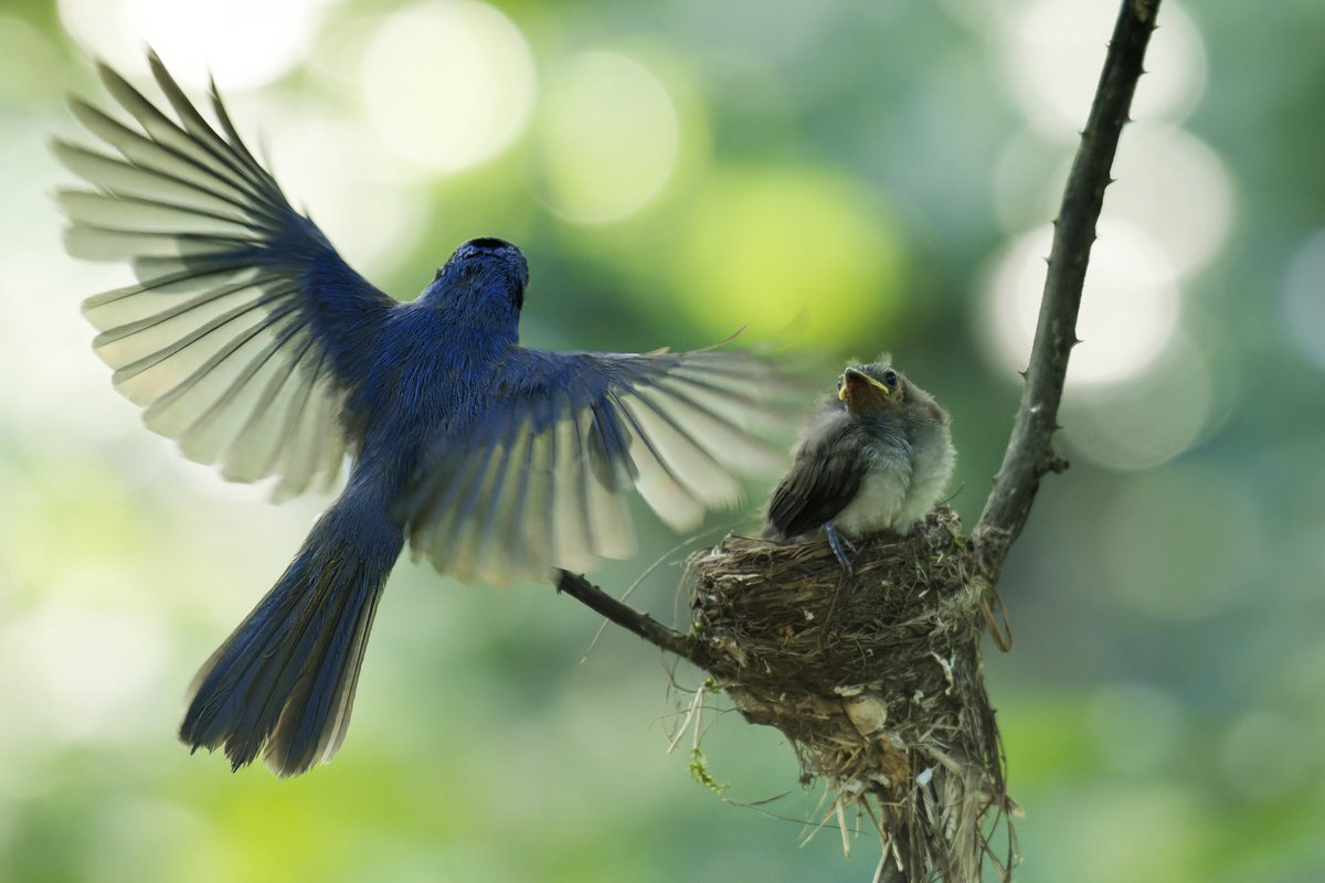 ShivaJmc12's tweet photo. No one knows your heart better than your mother. ❤️

#MothersDay @pargaien #indiaves @Natures_Voice
#ThePhotoHour #BBCWildlifePOTD @NikonUSA @BNHSIndia #BirdsOfTwitter @NikonIndia @WildlifeMag @BBCEarth @NatGeoPhotos @Wikimedia @AnimalPlanet #motherslove #NatureDocumentary https://t.co/yZZ27HuH6D