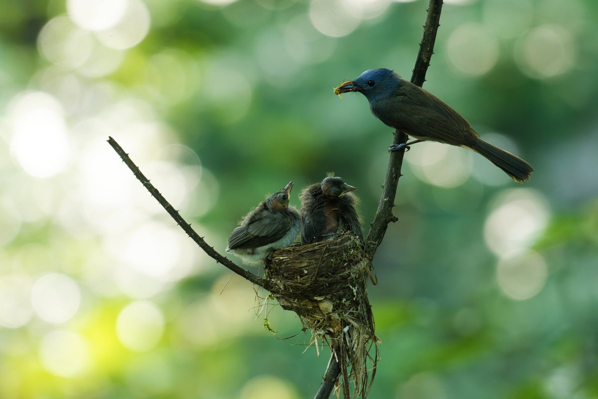 ShivaJmc12's tweet photo. No one knows your heart better than your mother. ❤️

#MothersDay @pargaien #indiaves @Natures_Voice
#ThePhotoHour #BBCWildlifePOTD @NikonUSA @BNHSIndia #BirdsOfTwitter @NikonIndia @WildlifeMag @BBCEarth @NatGeoPhotos @Wikimedia @AnimalPlanet #motherslove #NatureDocumentary https://t.co/yZZ27HuH6D