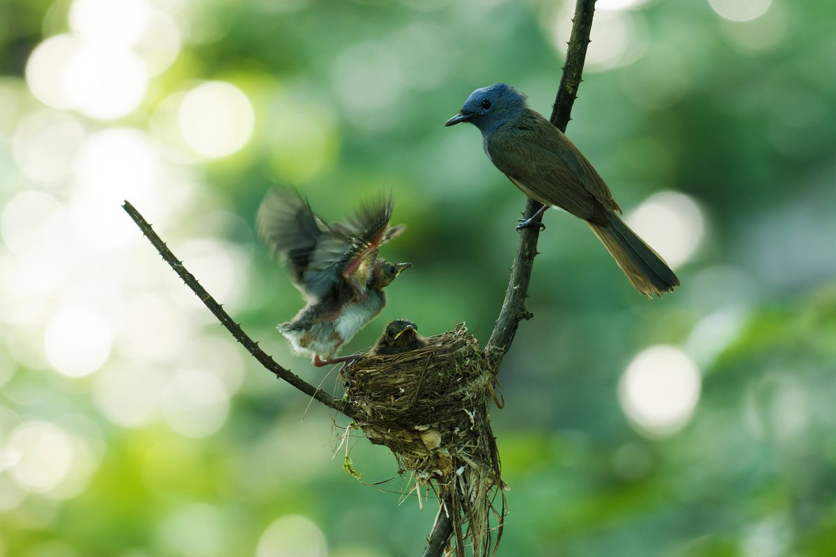 ShivaJmc12's tweet photo. No one knows your heart better than your mother. ❤️

#MothersDay @pargaien #indiaves @Natures_Voice
#ThePhotoHour #BBCWildlifePOTD @NikonUSA @BNHSIndia #BirdsOfTwitter @NikonIndia @WildlifeMag @BBCEarth @NatGeoPhotos @Wikimedia @AnimalPlanet #motherslove #NatureDocumentary https://t.co/yZZ27HuH6D
