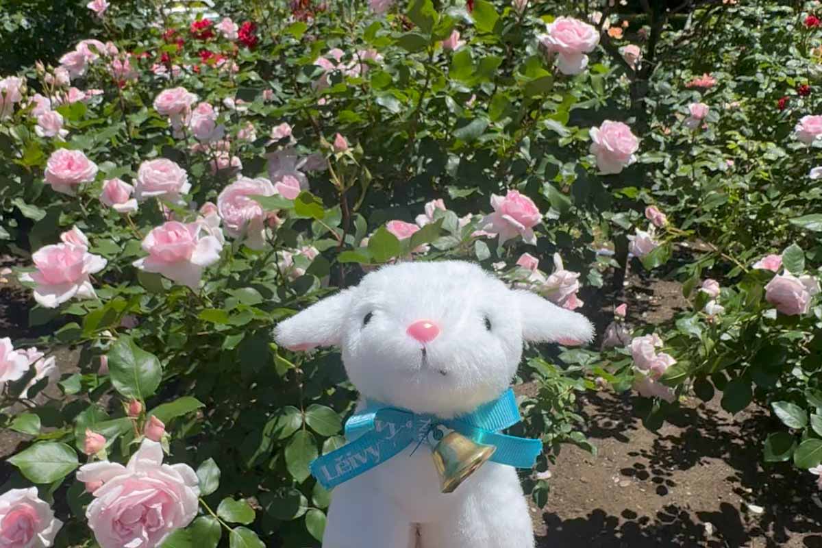 レイちゃん、5月10日はヤギの日らしいね 🐐メェ〜✨🦝