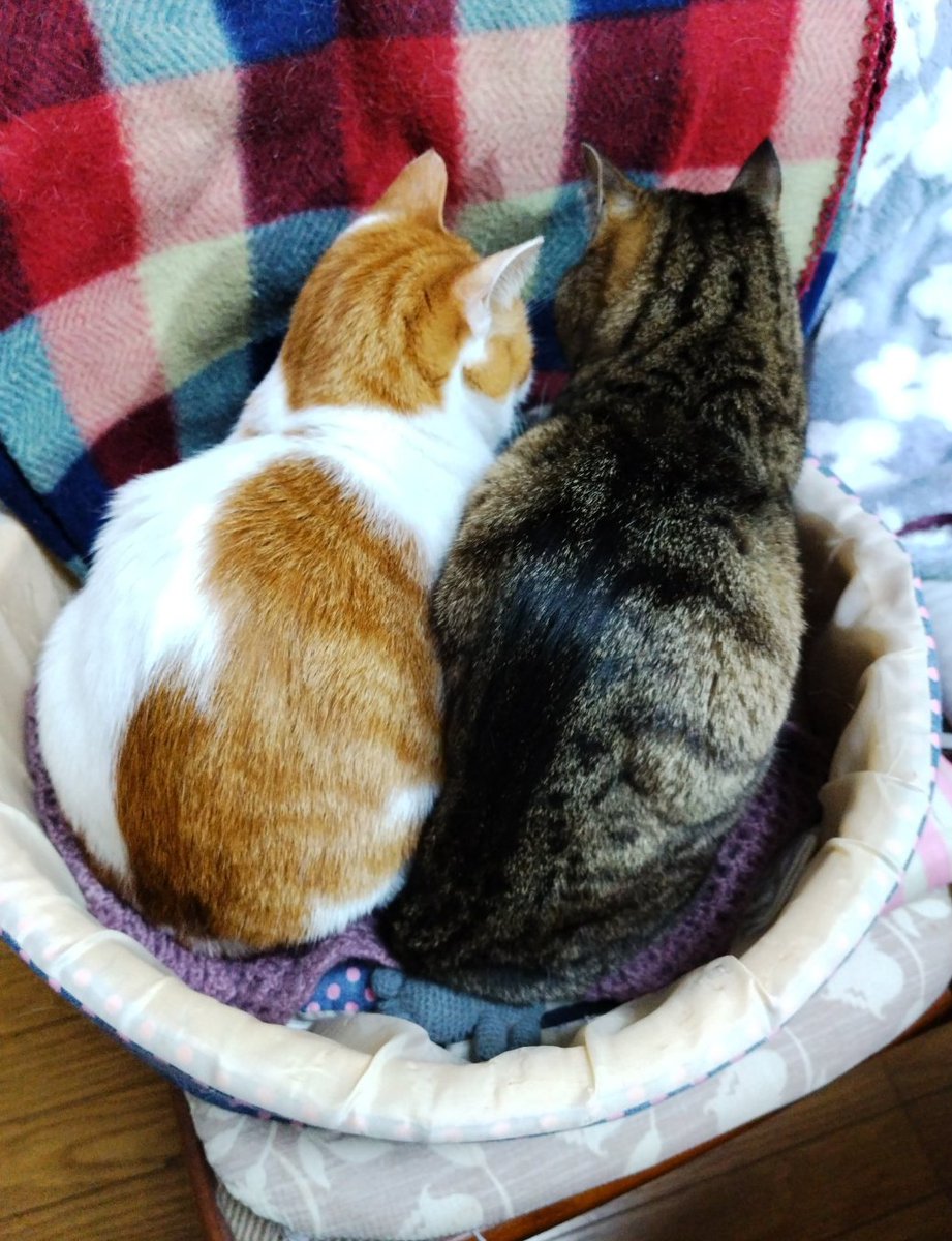 mmcm358's tweet photo. @pleios マロン(白茶) チェリー(キジトラ)です https://t.co/V37iMuLLk8