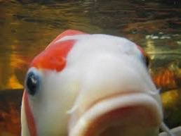 da fish doin dumb shit tweet media