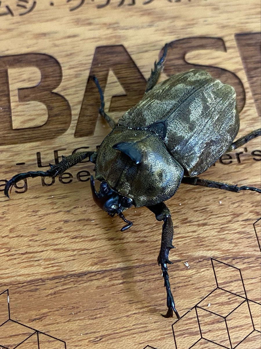 カブトムシ・クワガタ専門店D'BASE tweet media