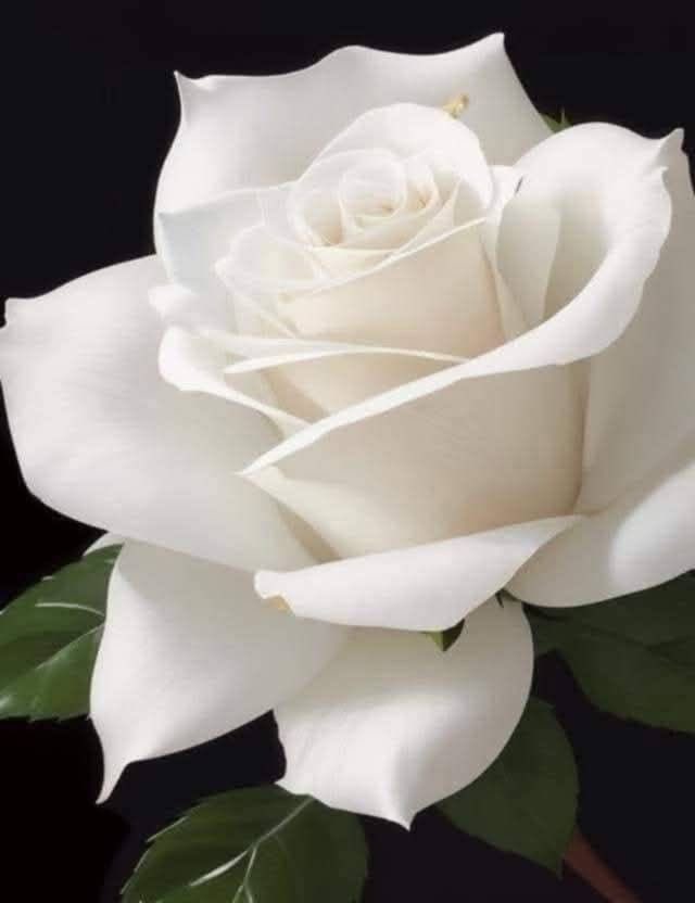 It’s Mother’s Day here today . I wish everyone who loves and misses their Mum could have her with them , just for the day . 🙏🥲❤️