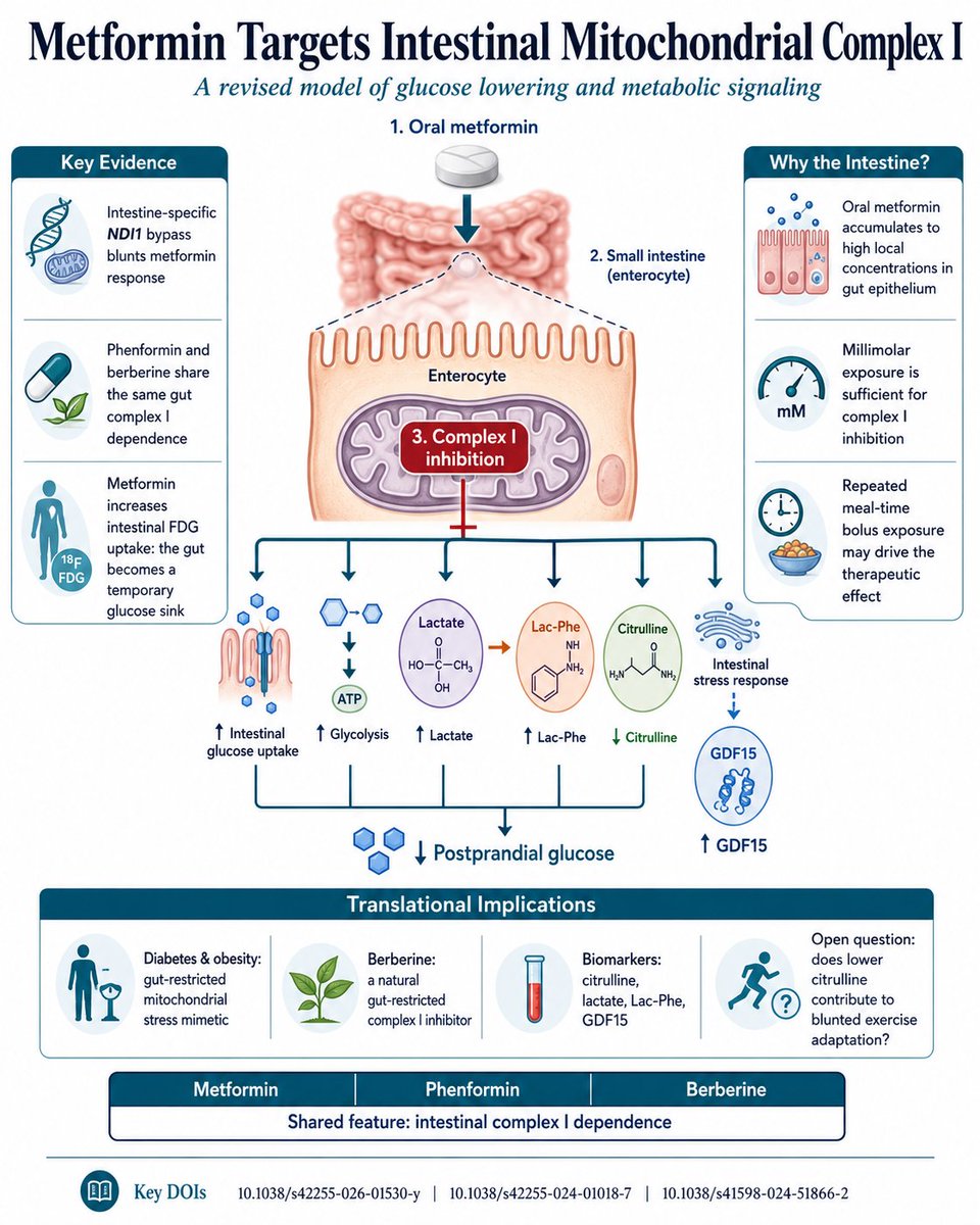 Metformin’s Real Target May Be the Gut Mitochondrion, Not the Liver

For decades, metformin has been explained mainly as a liver drug: suppress hepatic gluconeogenesis, lower fasting glucose, activate AMPK, improve insulin sensitivity.

A new Nature Metabolism paper reframes that