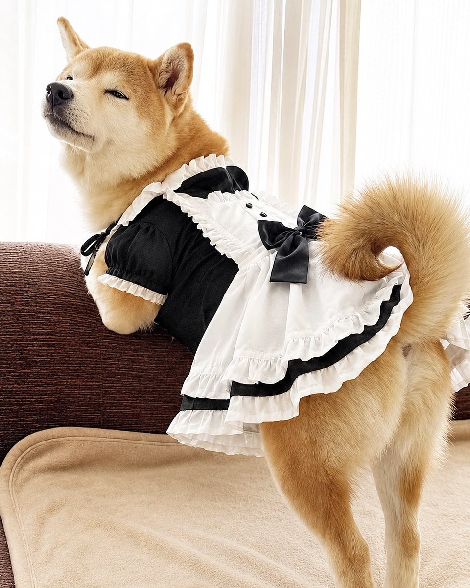 柴犬·͜·♡もも tweet media
