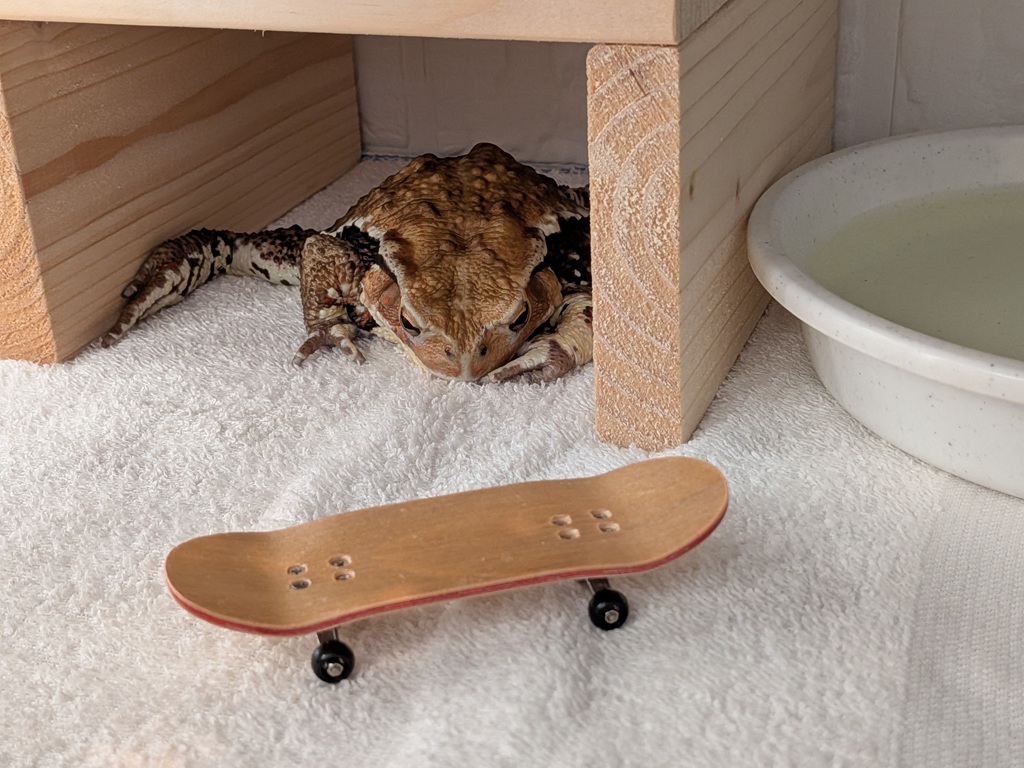 四肢が不自由で運動不足気味なあまぎちゃん🥲 以前から試してみたかっ