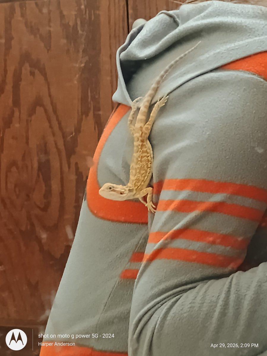 ShoutDigi's tweet photo. @DesertPogona  I'm hoping you'll know me and my mom love you and I want to show you my first beardie Ziggy and your knowledge has been helping me take care of him, thank you so much https://t.co/1Rf2T5PMIy